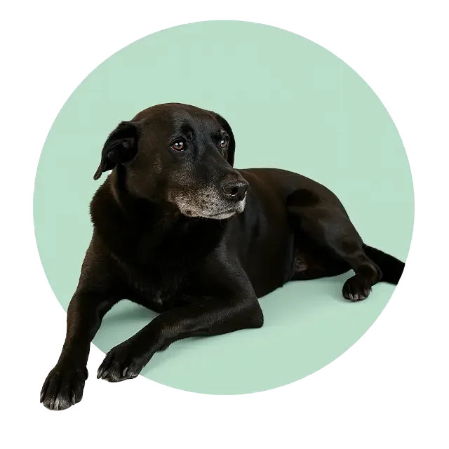 Portrait von liegendem, schwarzem Labrador Spike